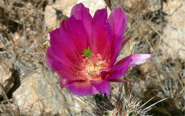 Pinkflower Hedgehog Cactus is a showy hedgehog with large flowers of rose-pink to magenta. This hedgehog cactus usually 3 to 20 cylindric stems per plant. Echinocereus fasciculatus 